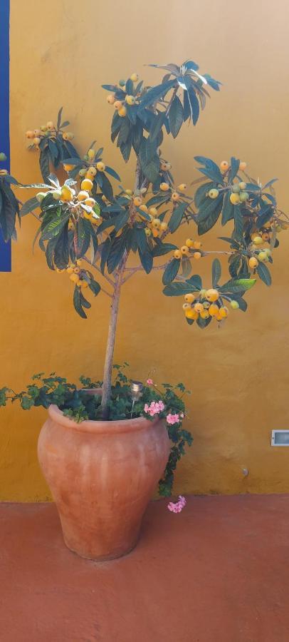 Casa Maestro Lelo - Acogedora Casa Rural Canaria Con Patios Y Jardines De Flores Las Palmas Exterior photo